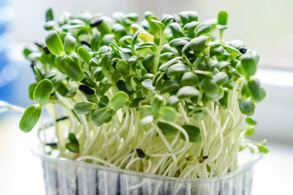 Sprout & Microgreens